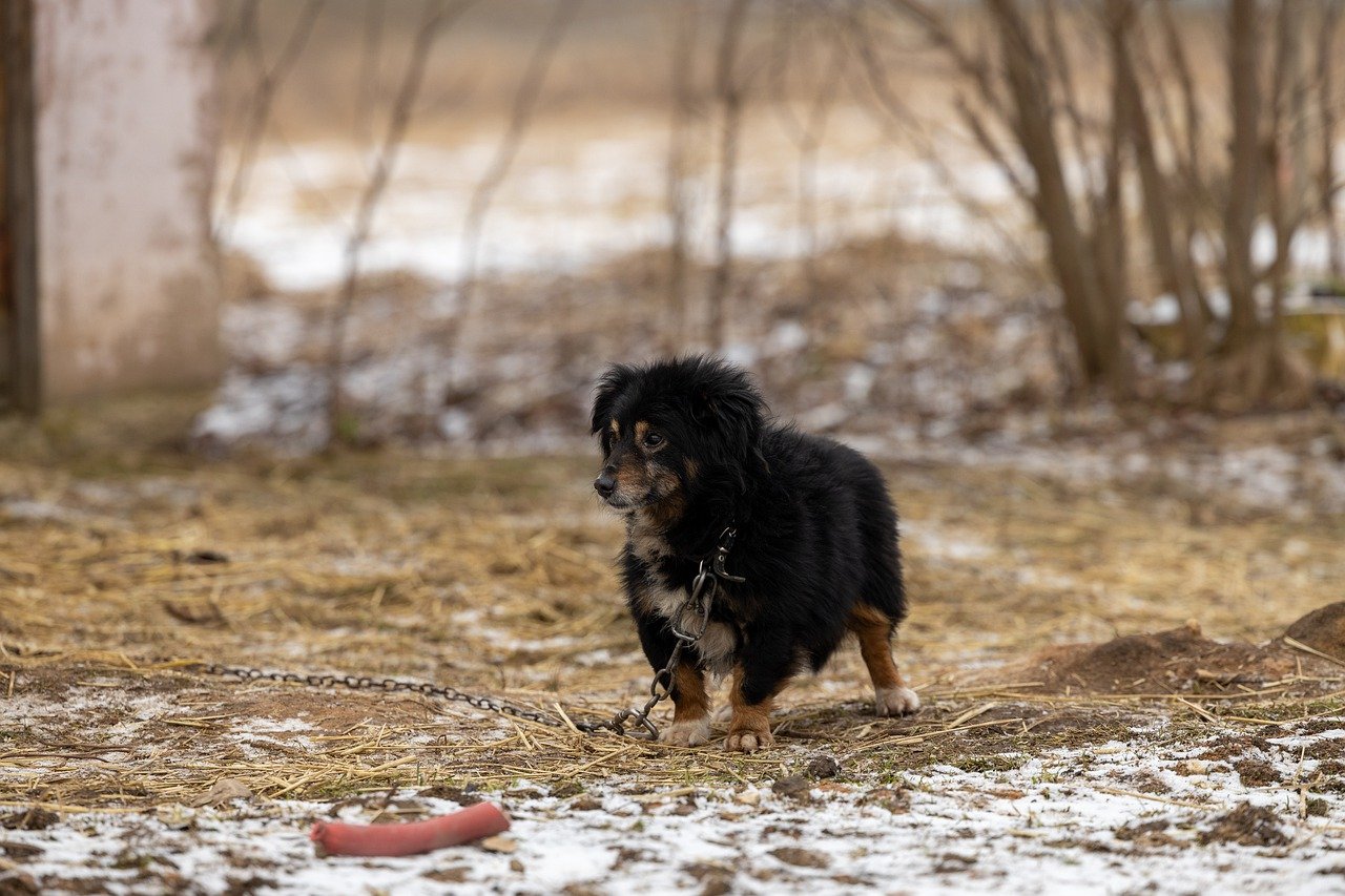 How to Plan a Pet Adoption Celebration